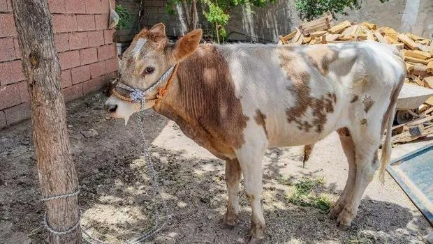 3 aylıkken ahırdan kaçtı, 9 ay sonra böyle bulundu