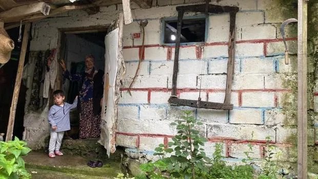 Ayı İneğe Saldırdı! Artvin'de Köylüler Panikte!