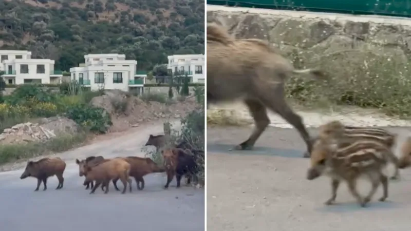 Bodrum'da Şok! Domuzlar Sahile İndi, Tatilciler Ne Yapacağını Şaşırdı!