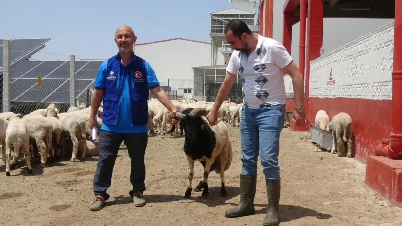 Cumhurbaşkanı Erdoğan'ın bağışladığı kurbanlık 2 koç, Konya'da kesildi