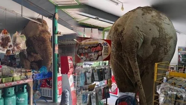 Fil markete girdi: Atıştırmalıkları sildi süpürdü