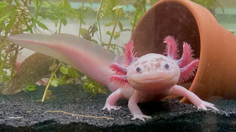 Uzuvlar Yeniden mi Büyüyecek? Axolotl Sırrı Çözülüyor!