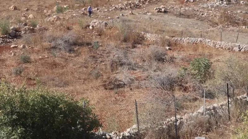 İsrail Zulmü: Lübnan'da Zeytinlikler Yok Edildi! Şok Görüntüler