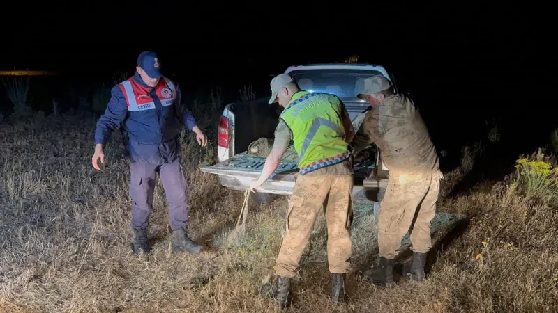 Van'da Rekor Operasyon: 1,5 Ton İnci Kefali Kurtarıldı!
