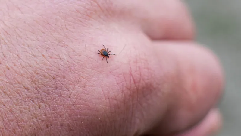 Kene Alarmı! KKKA Virüsü Can Almaya Devam Ediyor: Son Durum
