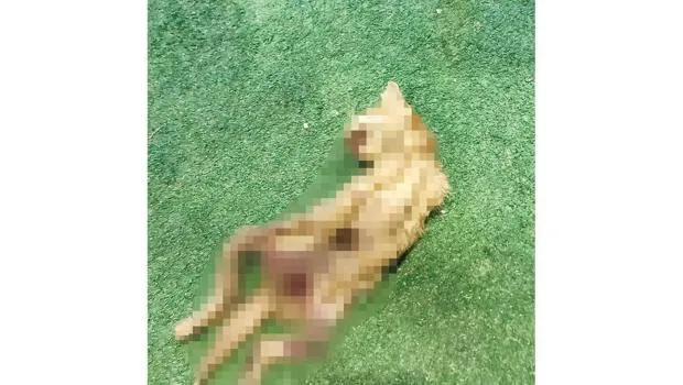 Zonguldak'ta Korkunç Olay: Kedilere Ne Yaptılar?