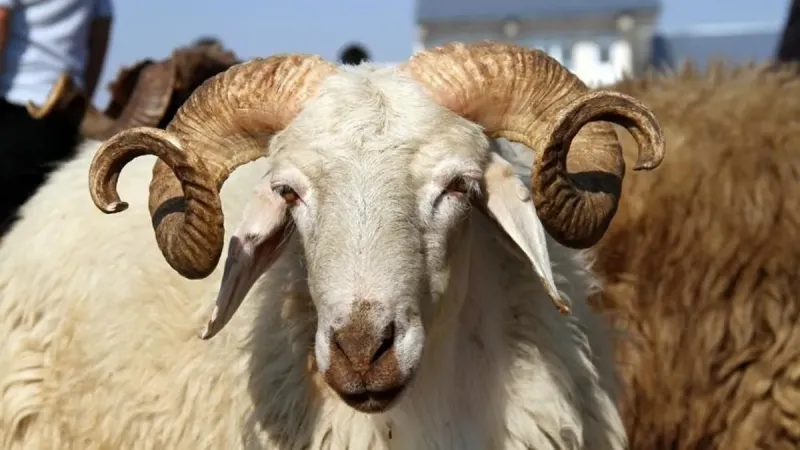 Kurban Kesiminde Şok Hata! Diyanet'ten Kritik Uyarı