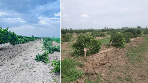 Mersin'de Korkunç Olay! 460 Mandalina Ağacı Katledildi!