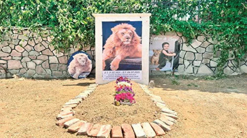 Aslan Zeus'un Dramı: Kimse Beni Dinlemedi! İşte Gerçek Hikaye