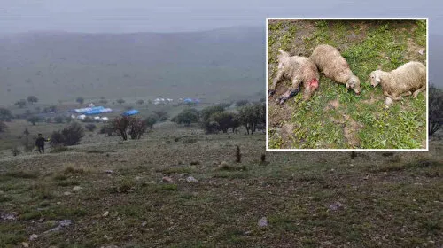 Kurt Saldırısı! 15 Kuzu Telef Oldu, Köyde Panik!