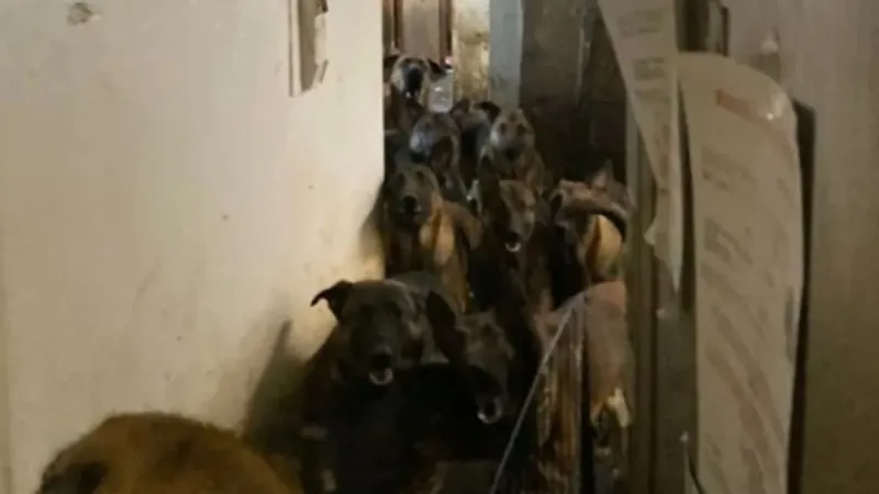 New York'ta Şok! Daireden 48 Köpek Çıktı!