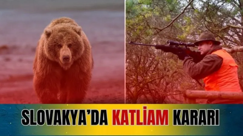 Slovakya'da Ayı Katliamı! 350 Masum Canlıya Ölüm Emri Şoku!