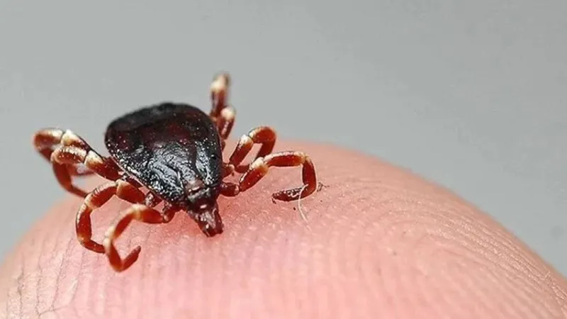 Sivas'ta Kene Alarmı! KKKA Vakaları Artıyor, İşte Önlemler