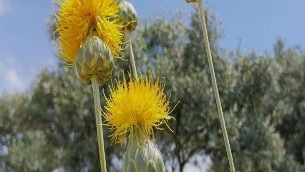 Tülüşahı Kopardın Yandı Kül Oldun! Cezası Dudak Uçuklattı!
